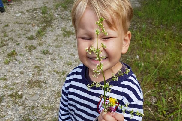 Essbare Wildkräuter
